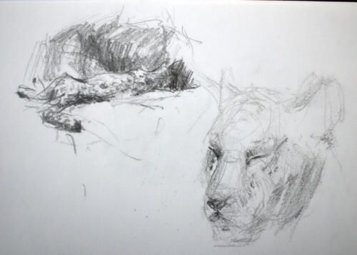 Schneeleopardin und Tigerin