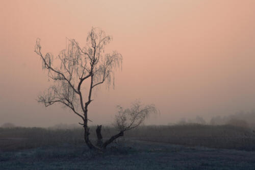 Im Nebel - Fotografie