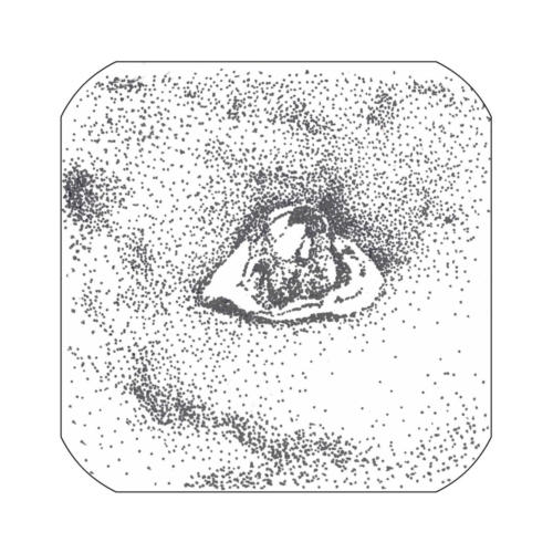 Rankenfusskrebs oder Seepocke