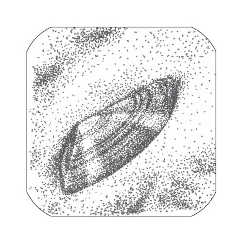 Telline oder Stumpfmuschel