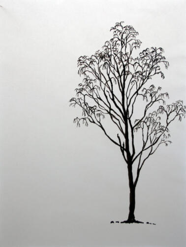 Birke im Ambizgiriet