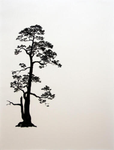 Föhre im Ausliker Ried