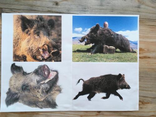 herakles-eber-makingof