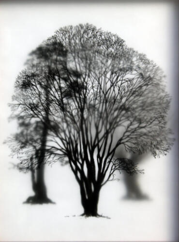 Im Nebel - Bäume No. 3