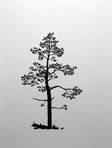 Kiefer im Ambizgiriet