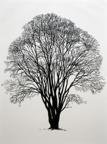 Kolchischer Ahorn in Fällanden