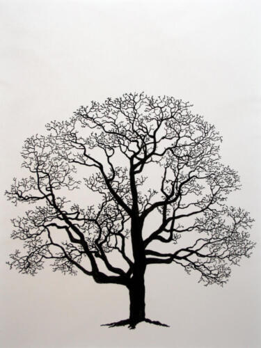 Nussbaum im Ambizgiriet